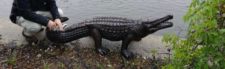 Alligator