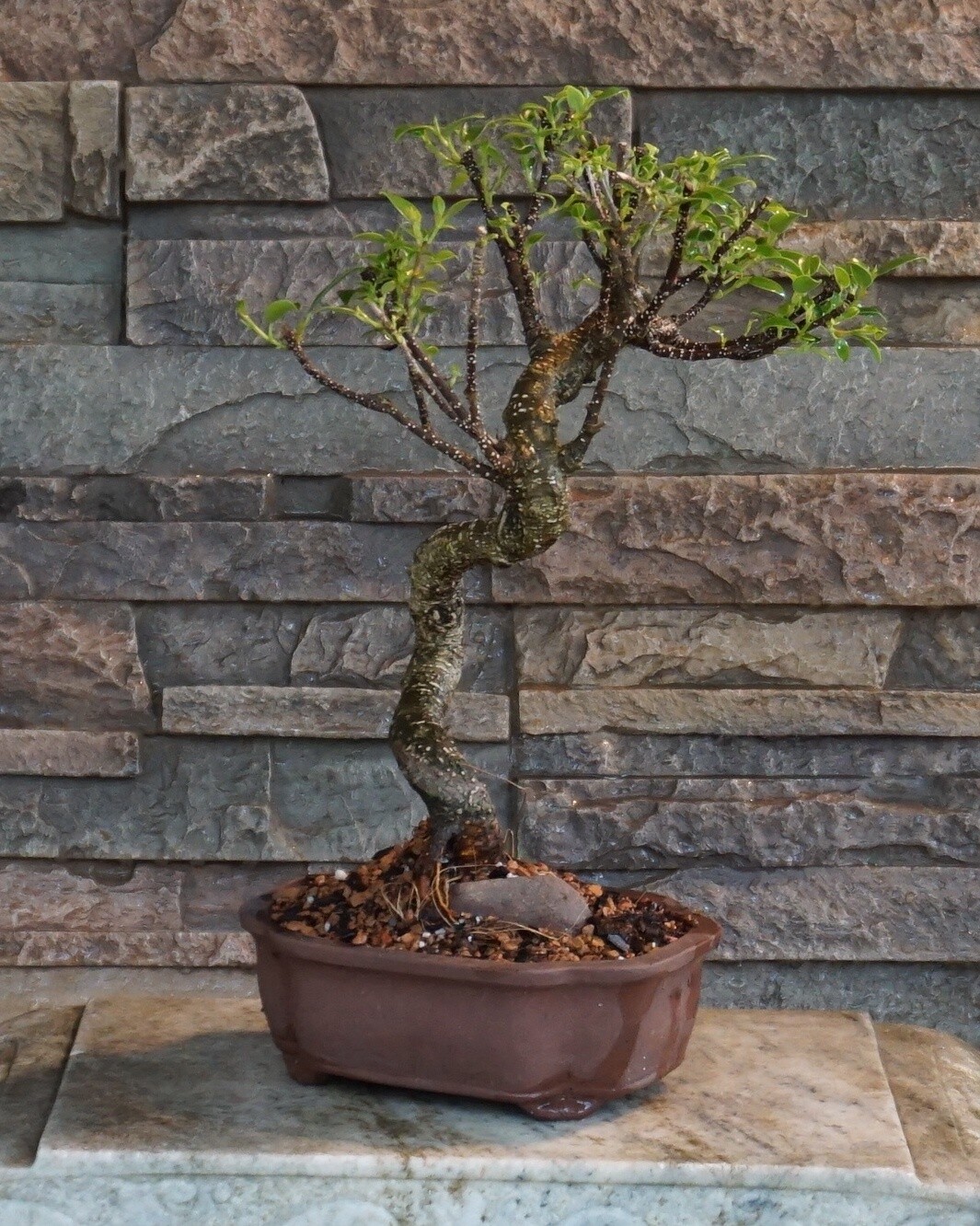 10" Ficus TI- Ceramic