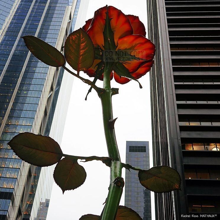 Gratte-ciel Rose