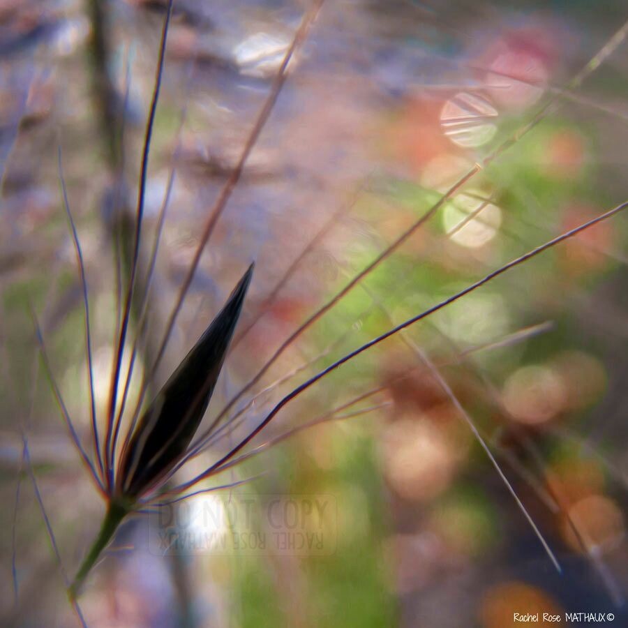 Les bourgeons