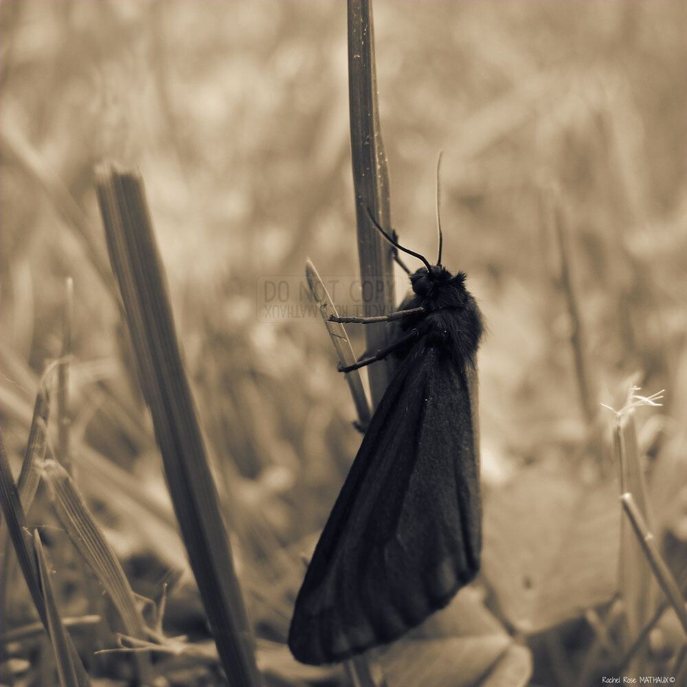Papillon noir