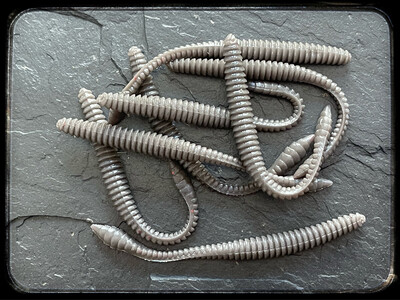 Rattlesnake 8cm (Grau)