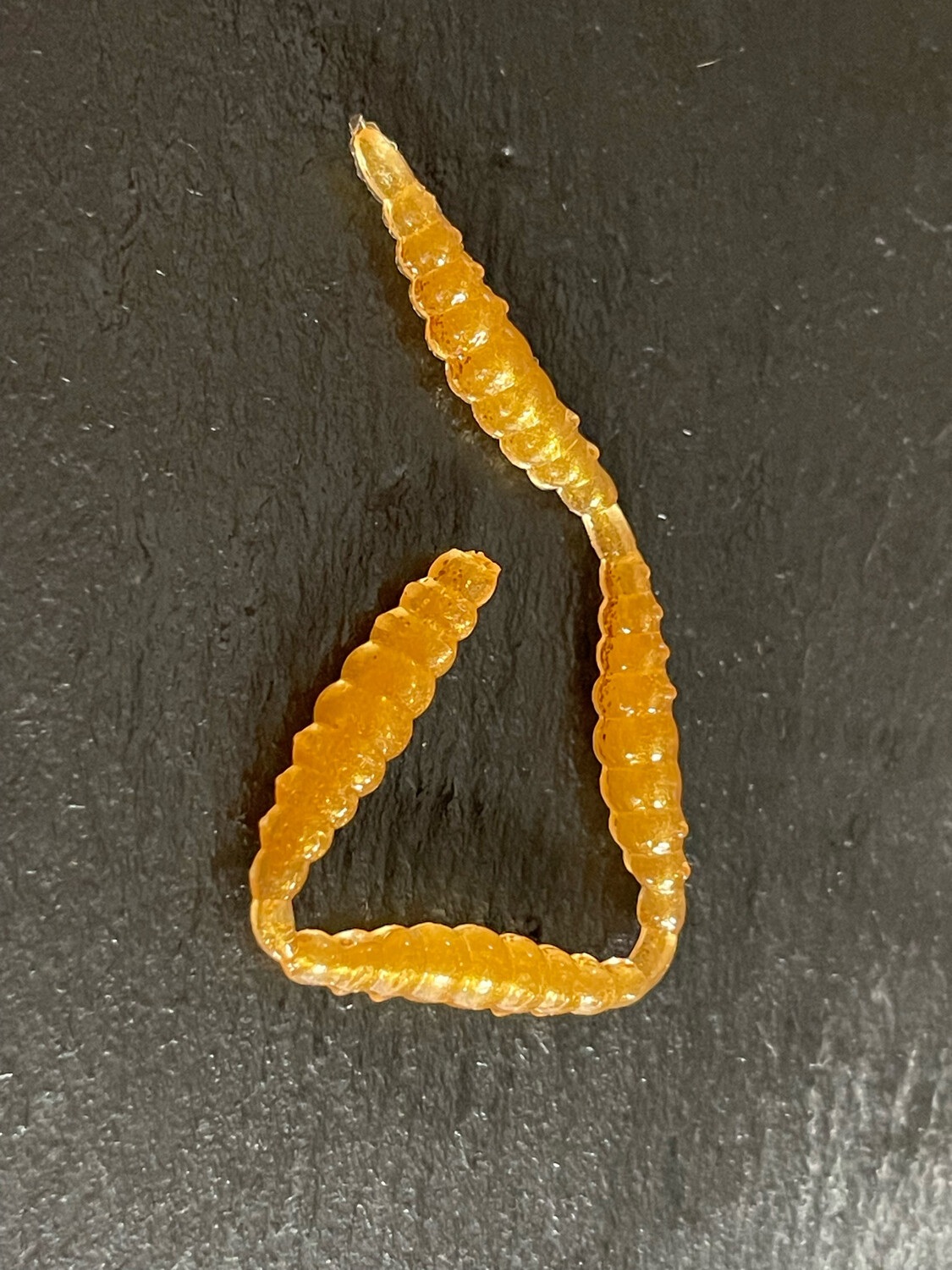 Made 3cm (Gold)