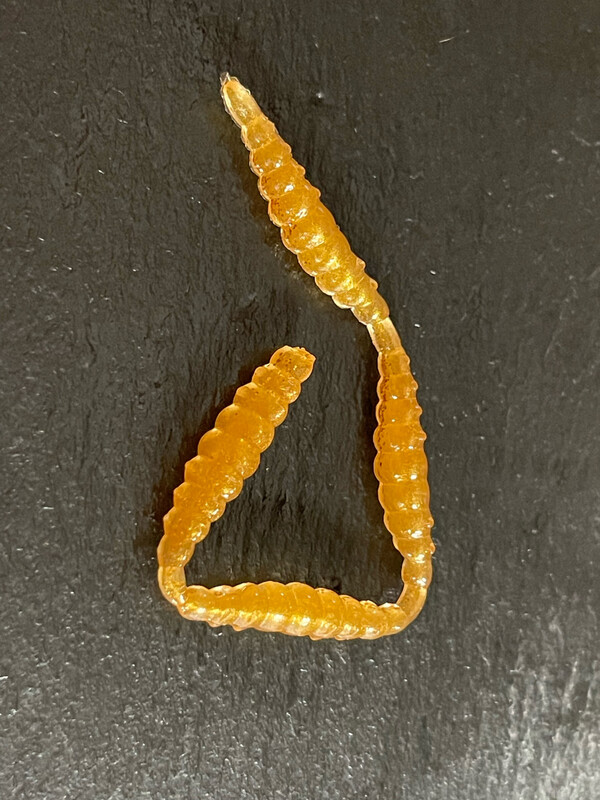 Made 3cm (Gold)