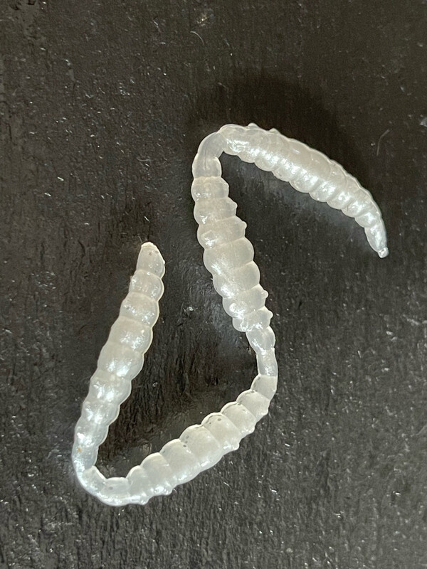 Made 3cm (Perl Silber)
