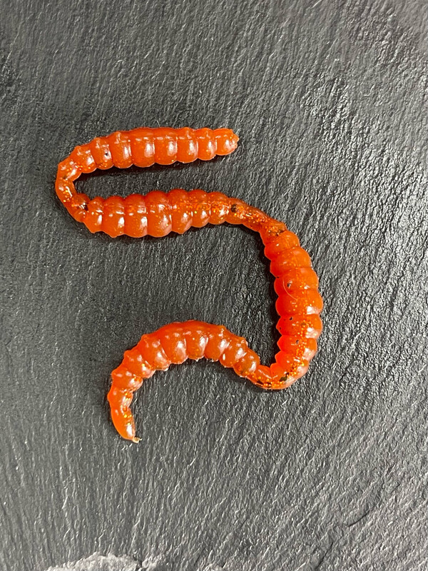 Made 3cm  (Appleseed)