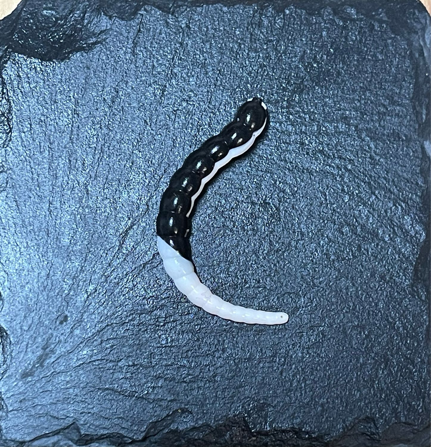 Cobra 6,5cm (Schwarz Weiß)