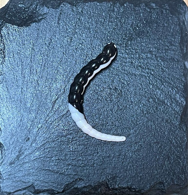 Cobra 6,5cm (Schwarz Weiß)