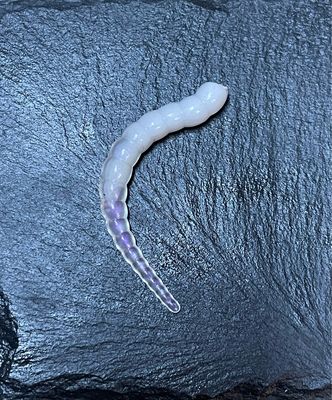 Cobra 6,5cm (Grau Chamäleon ) Cobra 6,5cm (Grau Chamäleon )