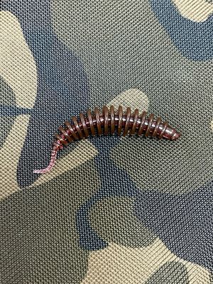 UL Troutworm 6,5cm Braun Rotglitter UV