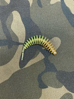 UL Troutworm 6,5cm Braun Grün Glitter