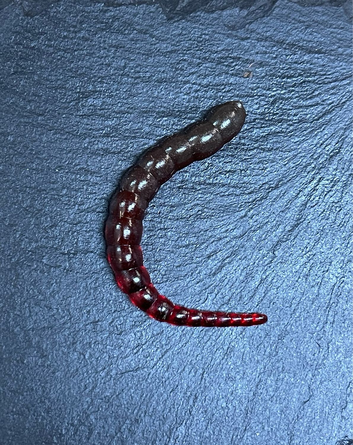 Cobra 6,5cm (Vamp)