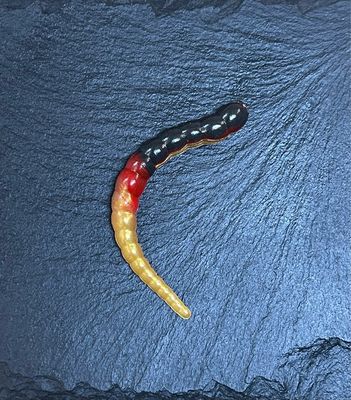 Cobra 6,5cm (Schwarz Rot Gold)