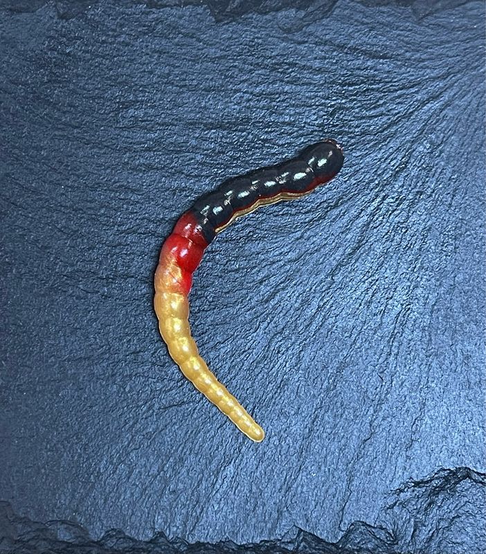Cobra 6,5cm (Schwarz Rot Gold)