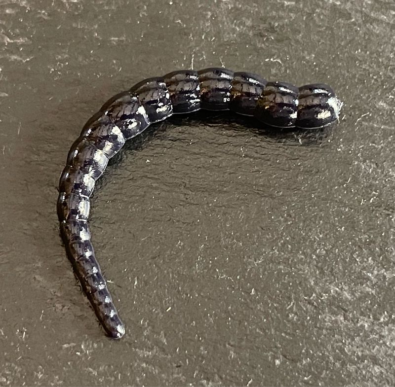 Cobra 6,5cm (Schwarz UV)