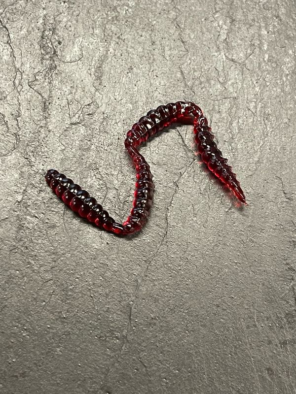 Made 3cm (Blood - Zuckmückenlarve)