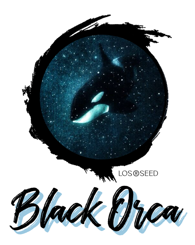 Black Orca™️