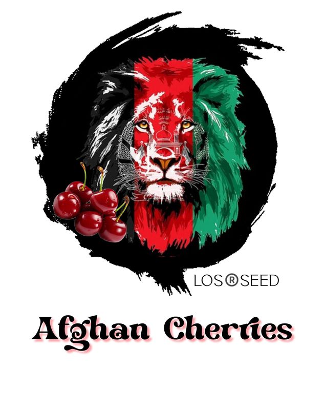 Afghan Cherries™️