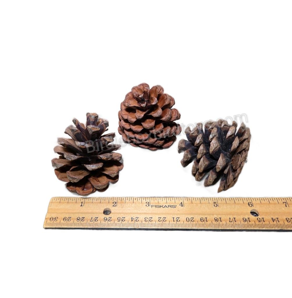 Natural Blue Pine Cones (3 pk.)