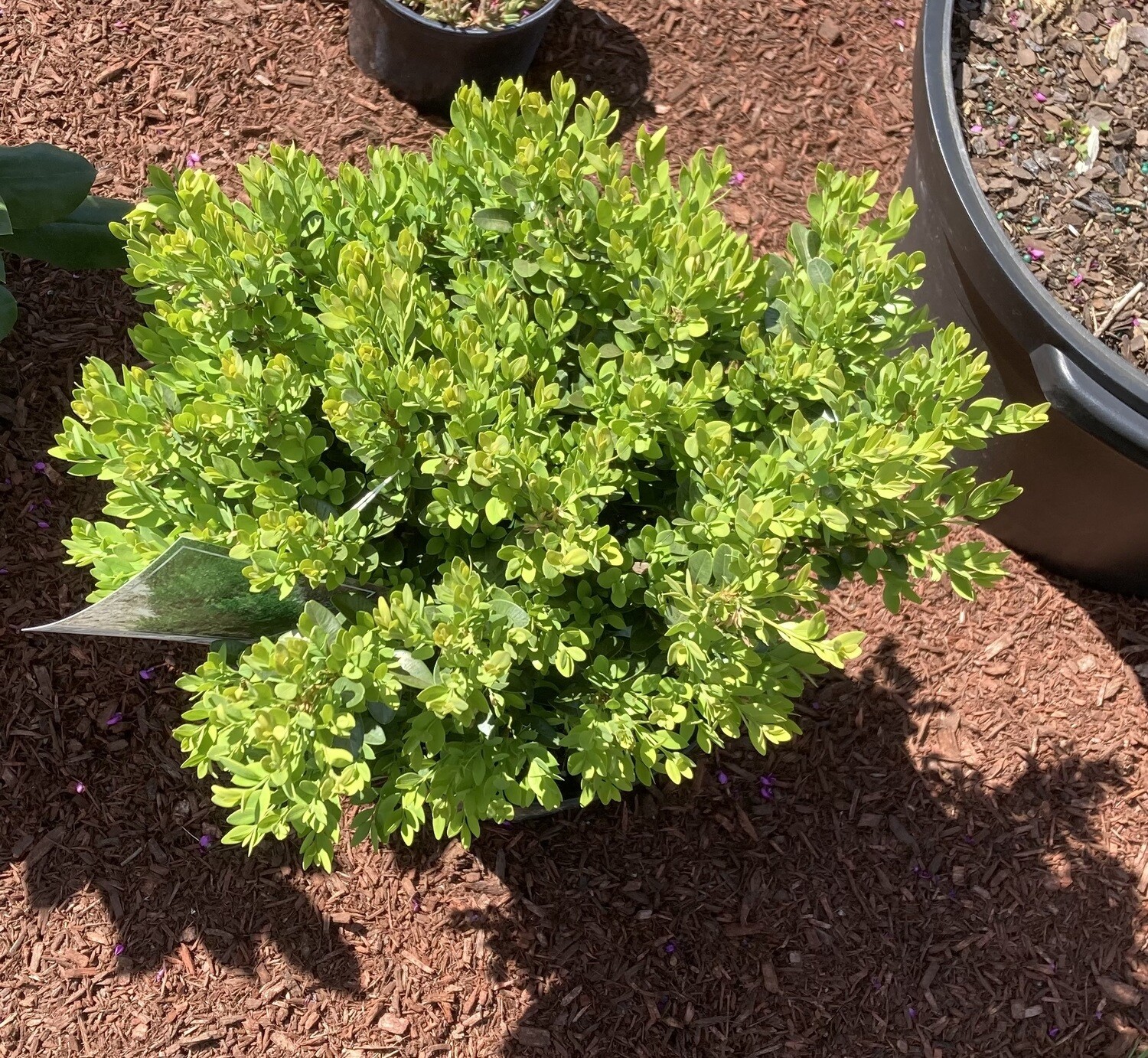 Green Velvet Boxwood