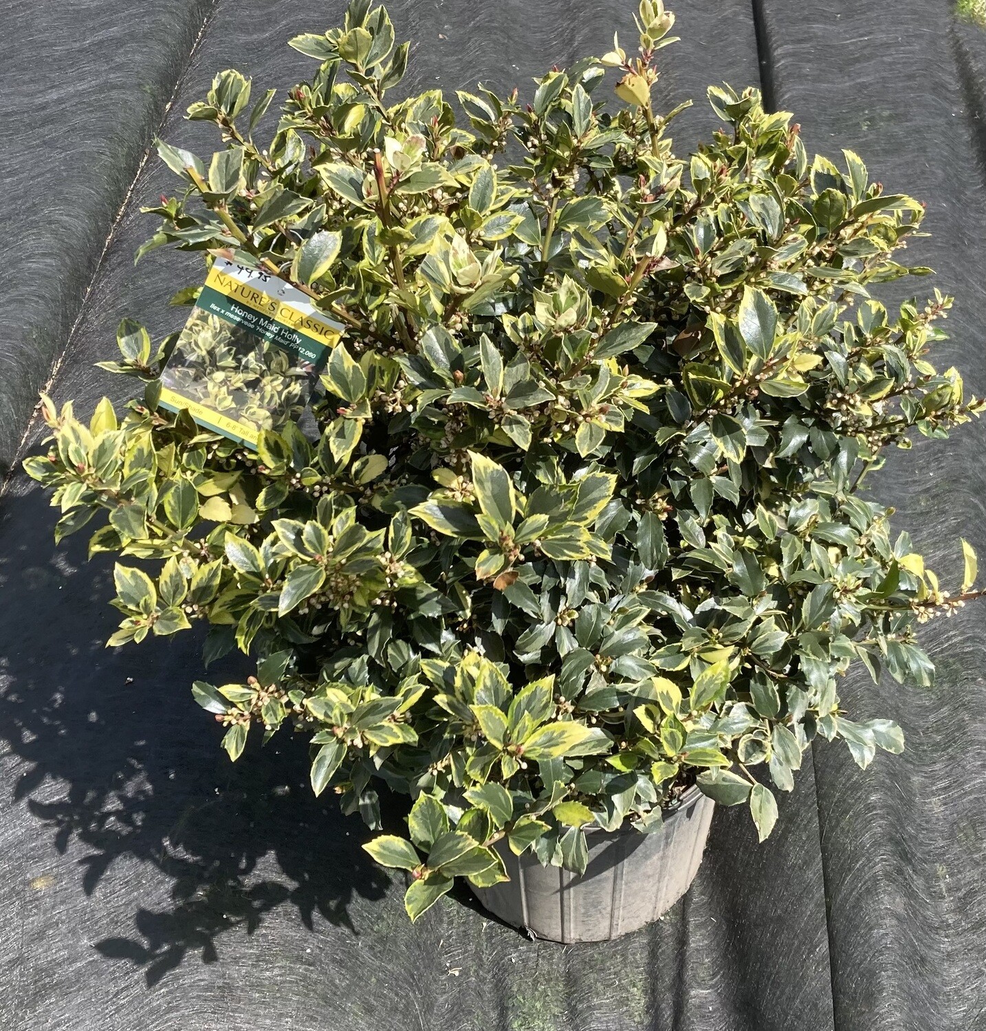 Ilex Honey Maid Holly