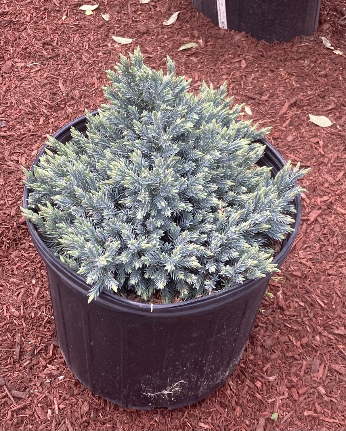 Blue Star Juniper