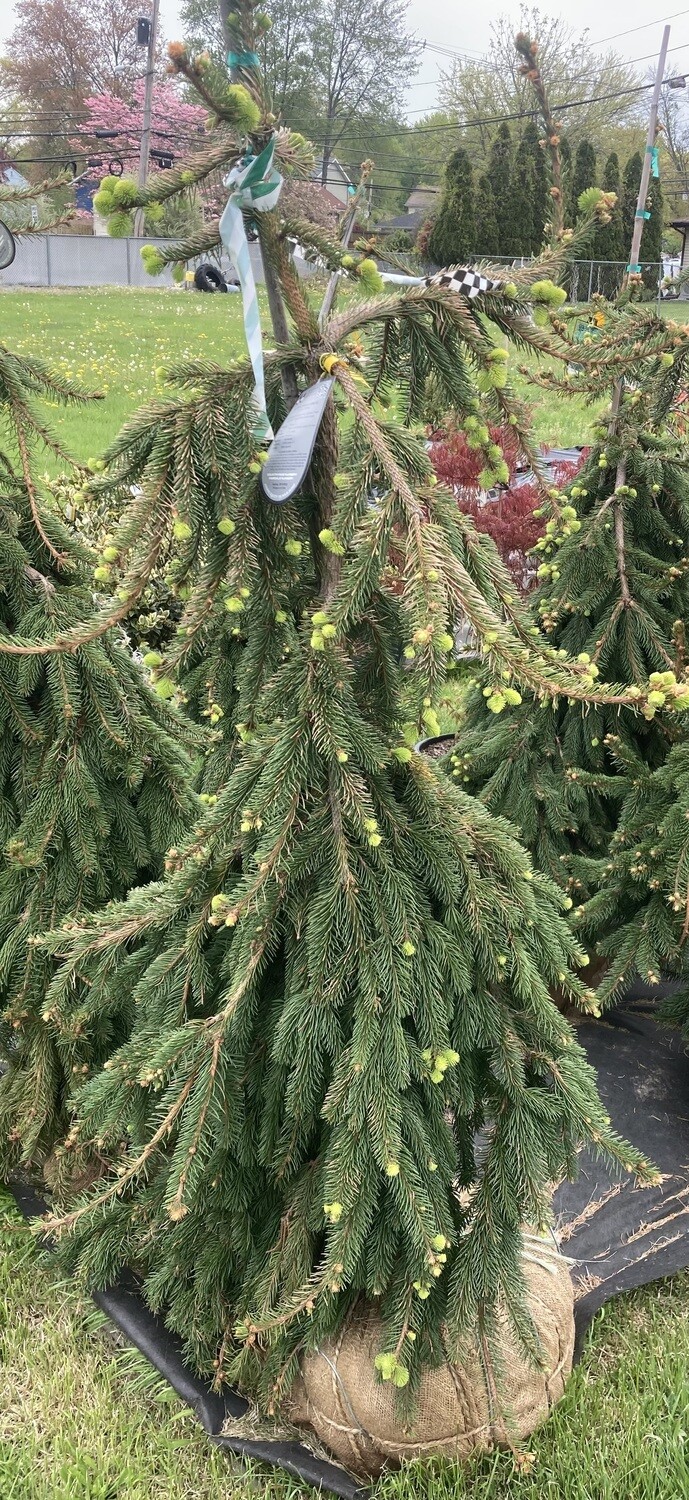 Weeping Norway Spruce