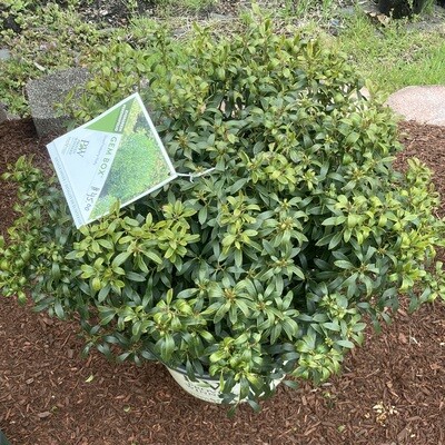 Gem Box Dwarf Inkberry Holly