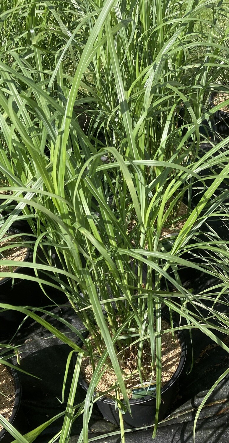 Zebra Grass