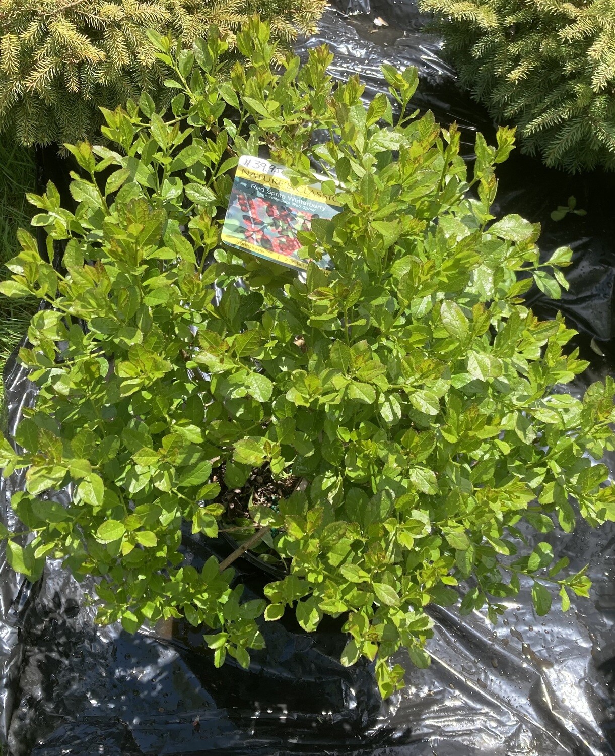 Ilex Red Sprite Winterberry