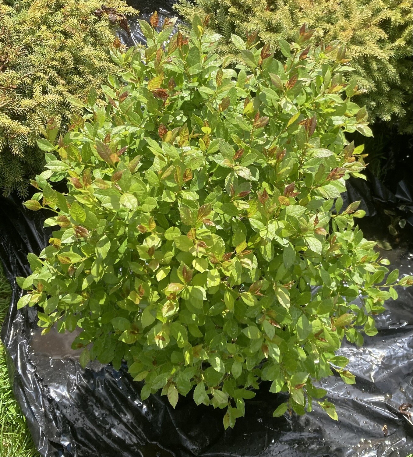 Ilex Jim Dandy Winterberry