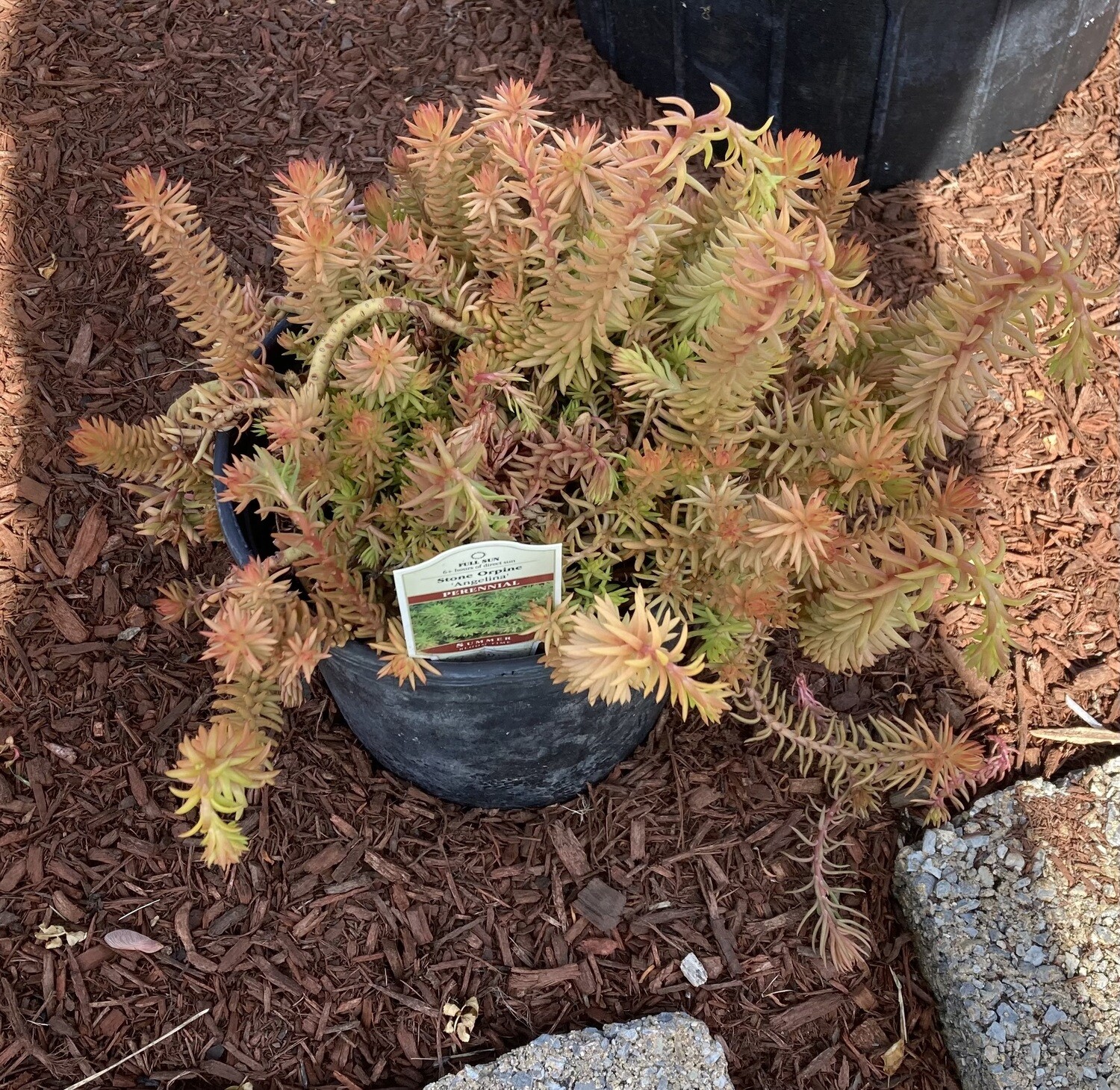 Sedum Angelina Perennial Plant