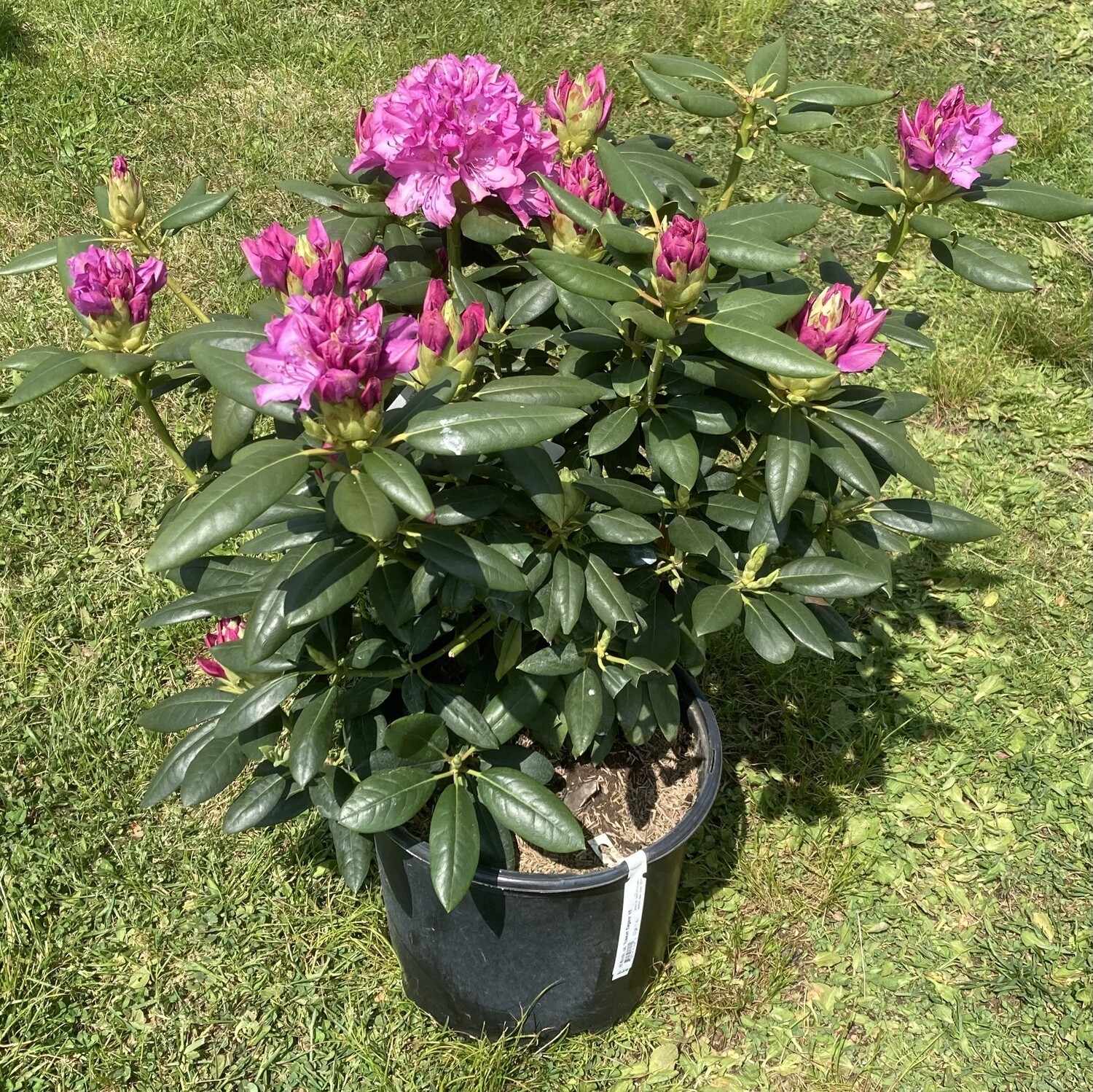 Rhododendron Roseum Elegans