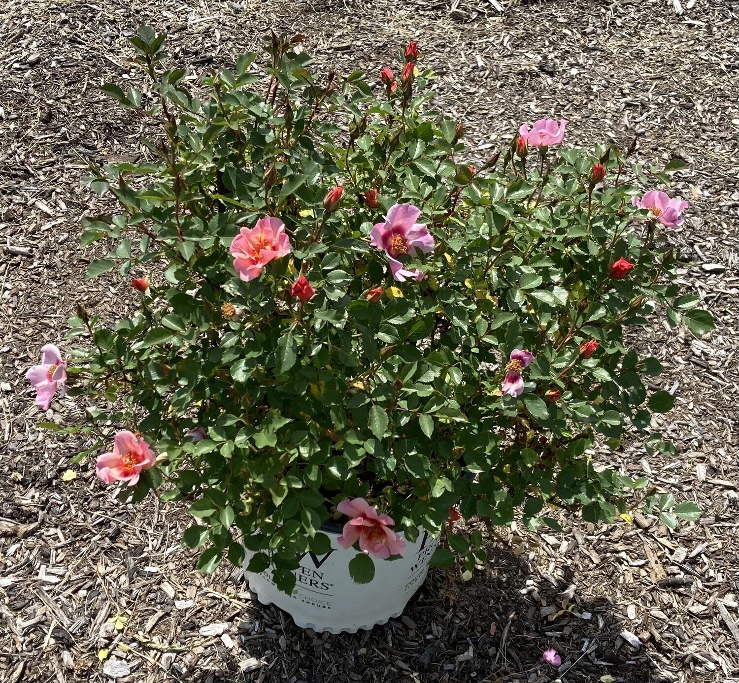 Ringo All Star Rose