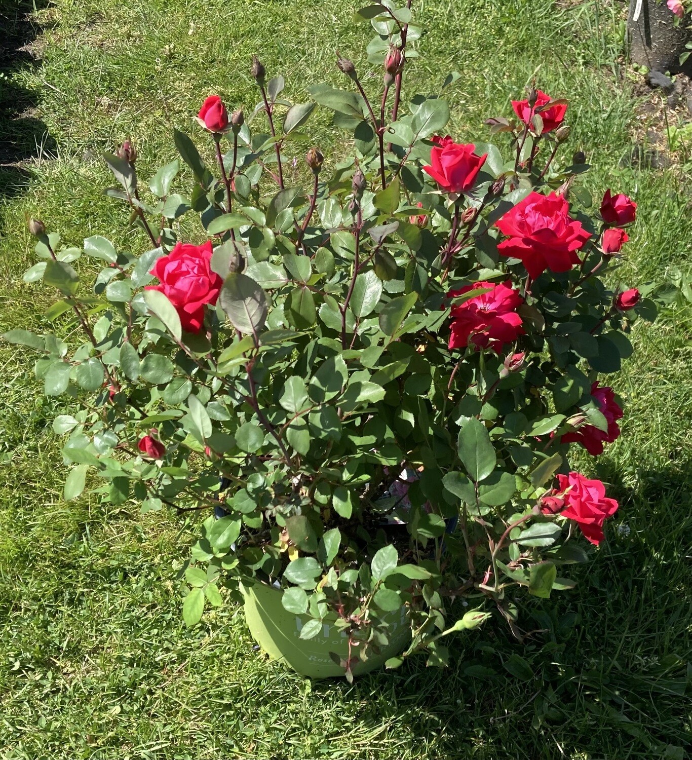 Red Double Knockout Rose