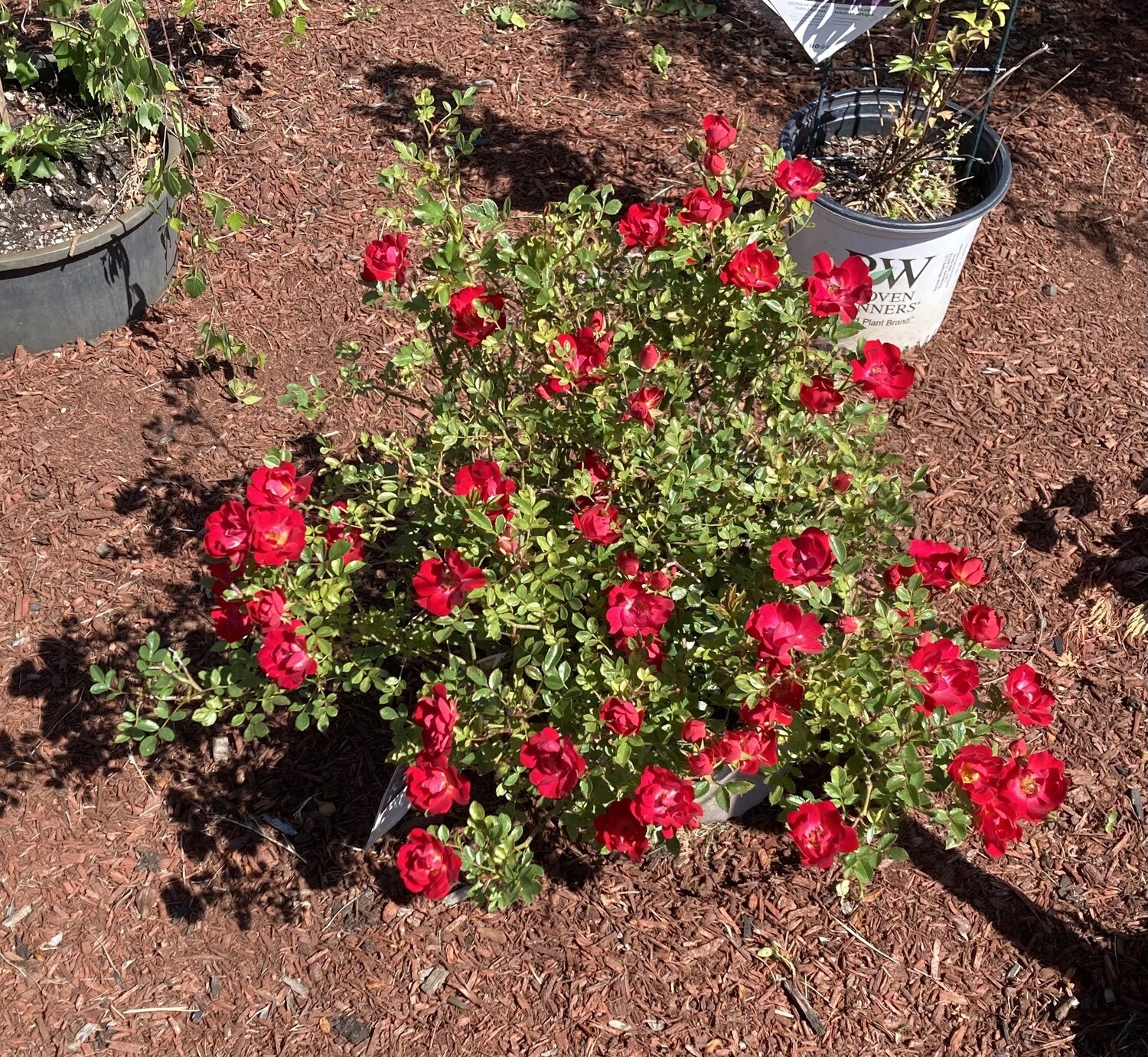 Red Drift Rose