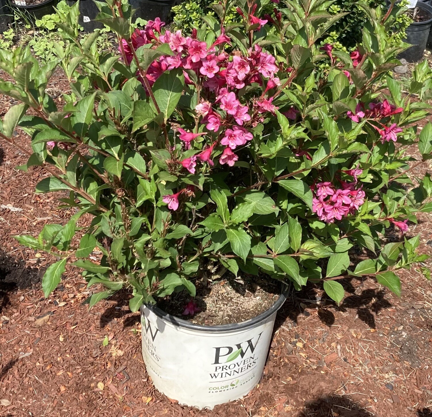 Sonic Bloom Pink Reblooming Weigela