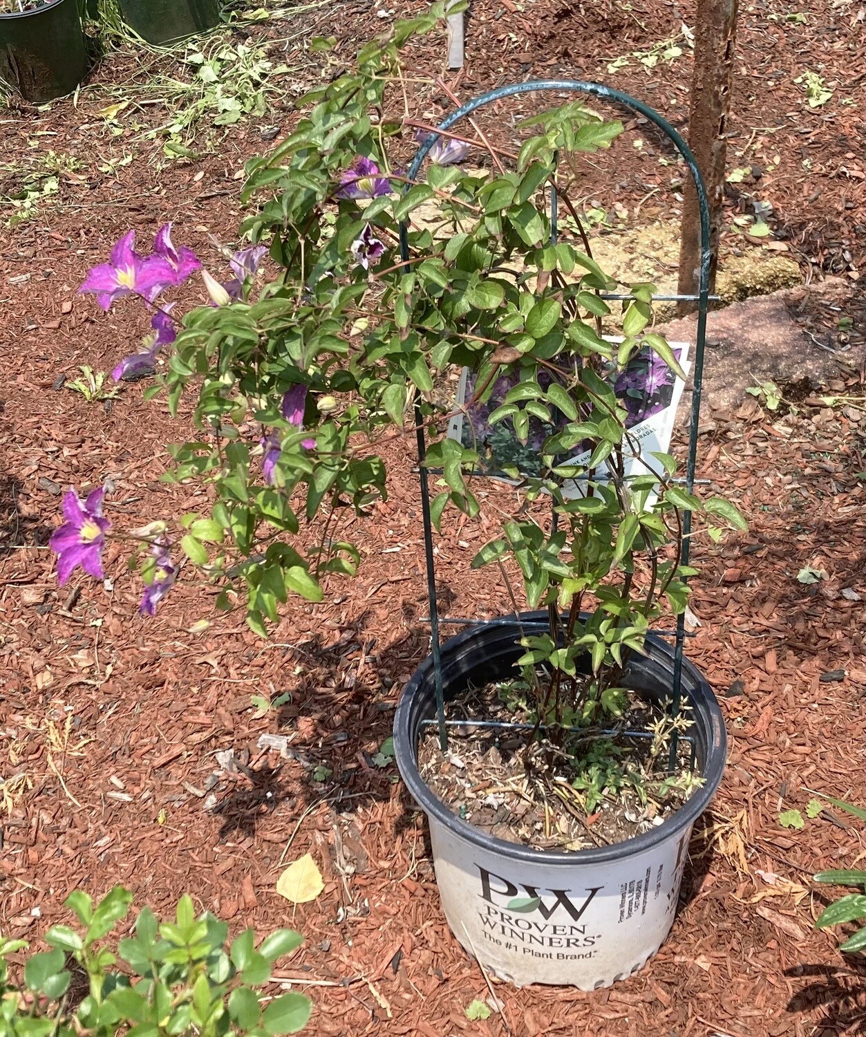 Jolly Good Clematis