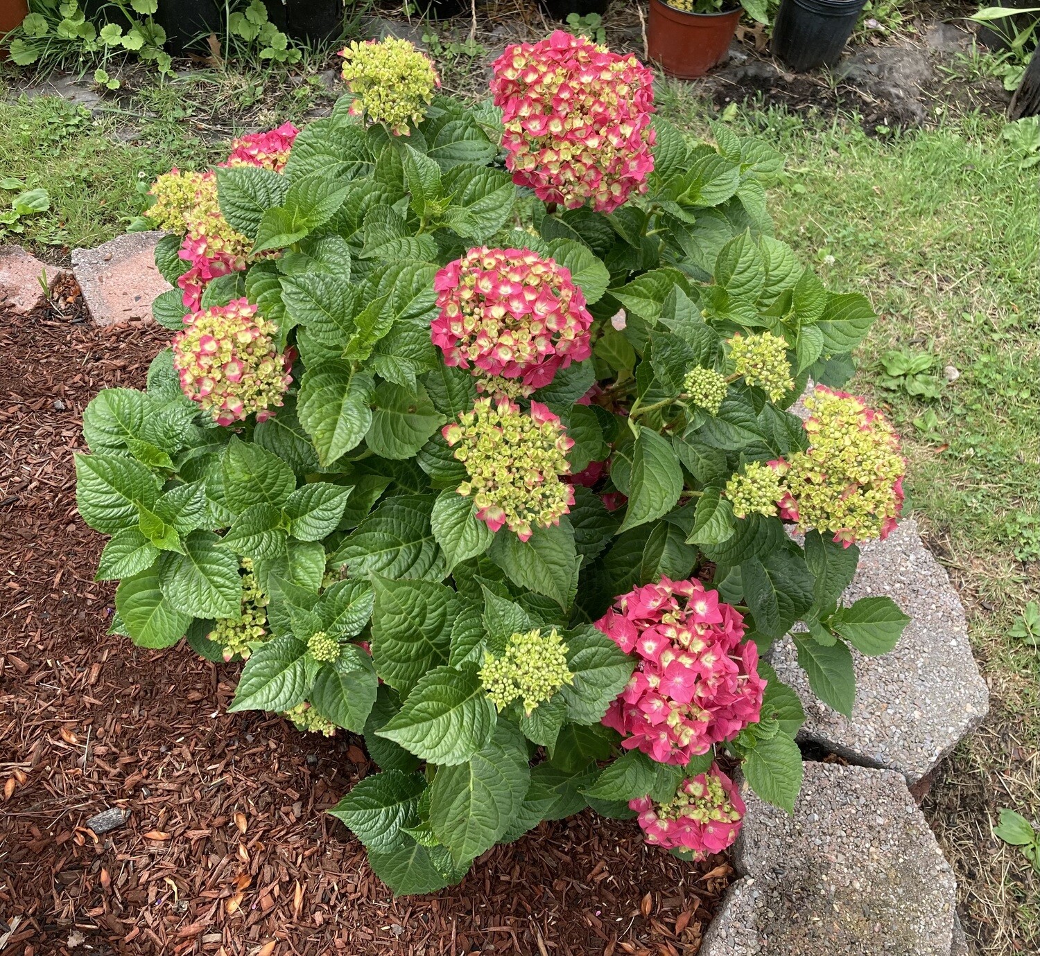 Summer Crush Bigleaf Hydrangea