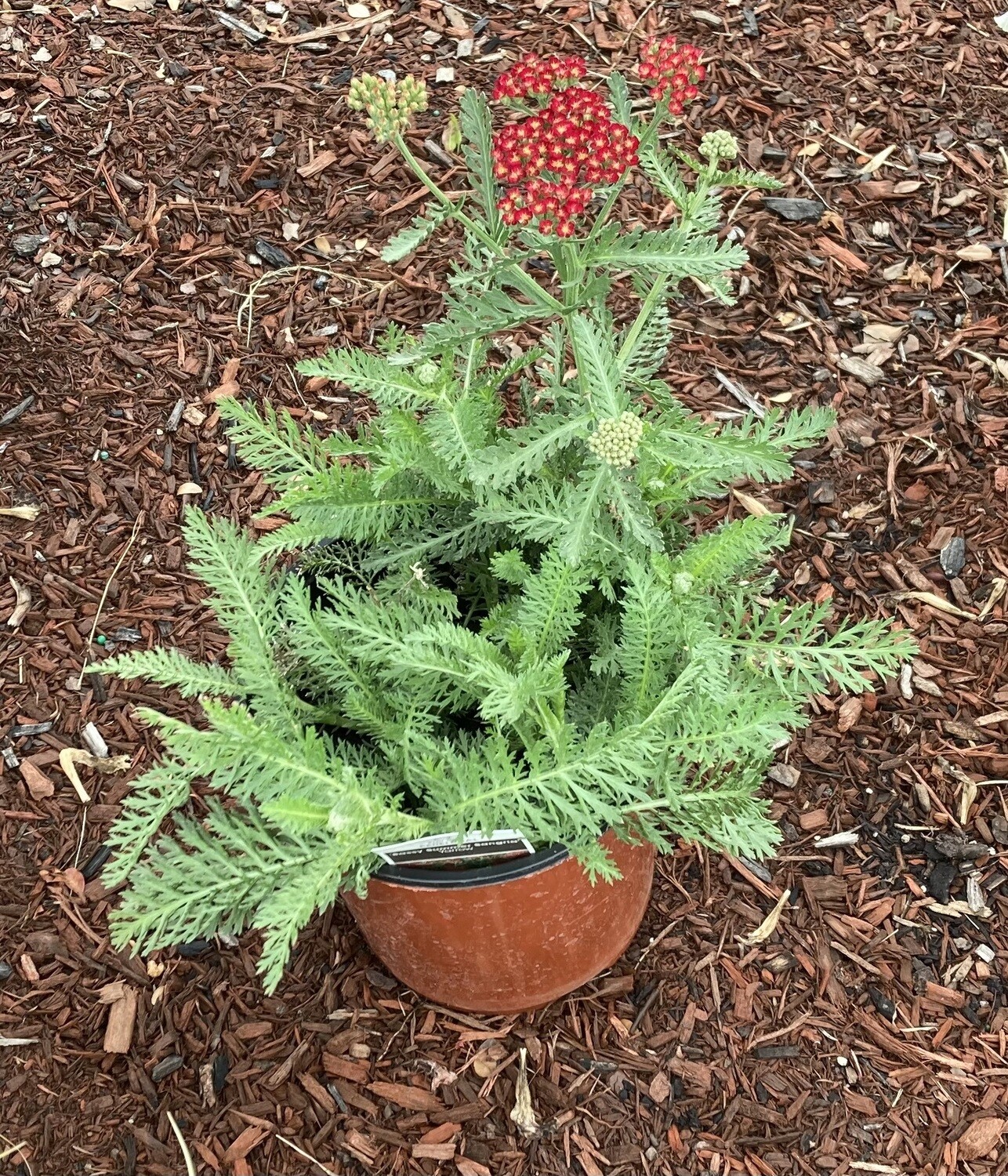 Achillea Sassy Summer Sangria Yarrow