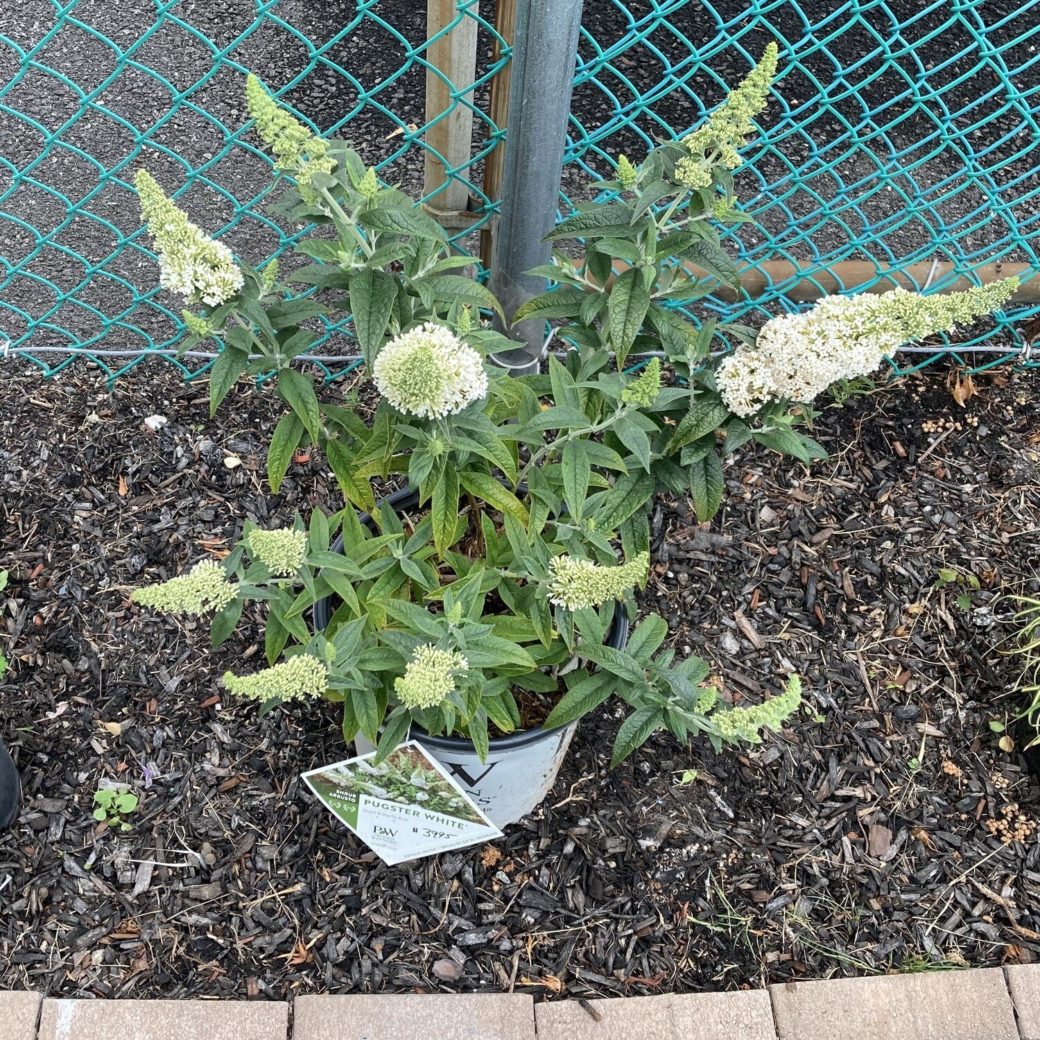 Pugster White Butterfly Bush