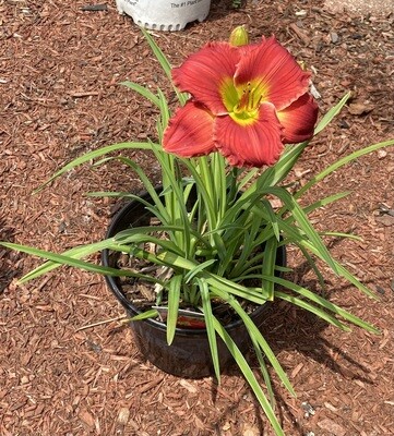 Red Hot Returns Daylily