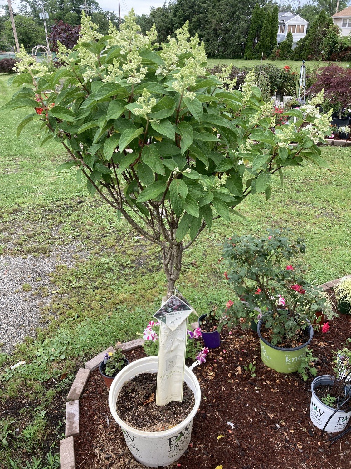 Pinky Winky Hydrangea Tree