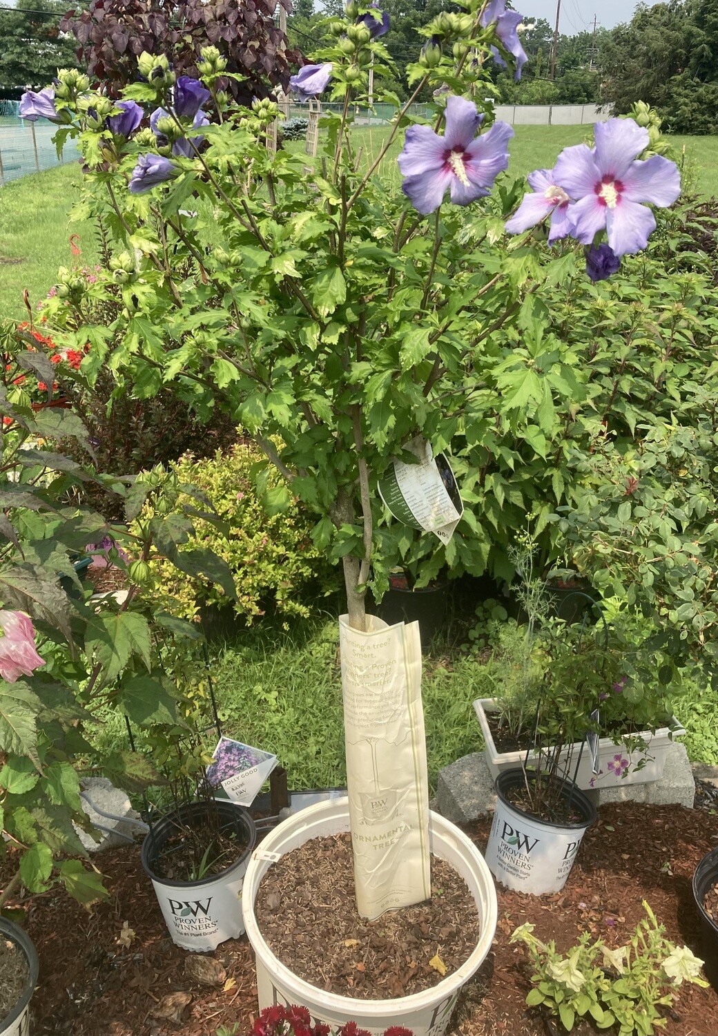 Azurri Rose of Sharon Tree