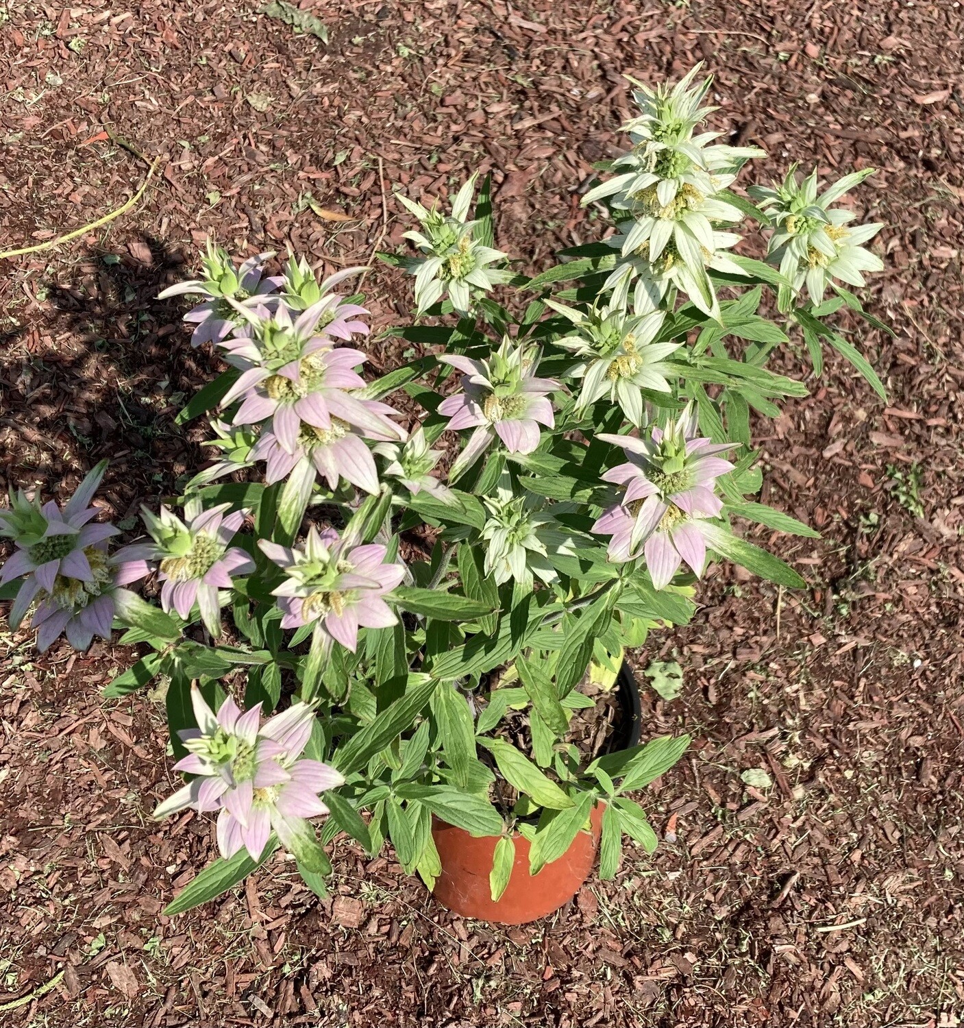 Monarda Spotted Bee Balm