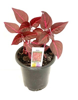 Red Iresine Bloodleaf Houseplant