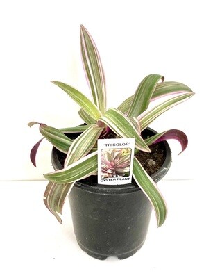Rhoeo Tricolor Tradescantia Spathacea Houseplant