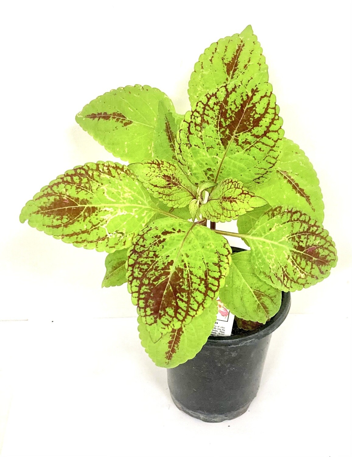 Coleus Tapestry Houseplant