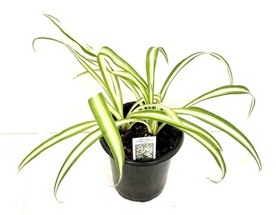 Chlorophytum Variegated Spider Houseplant