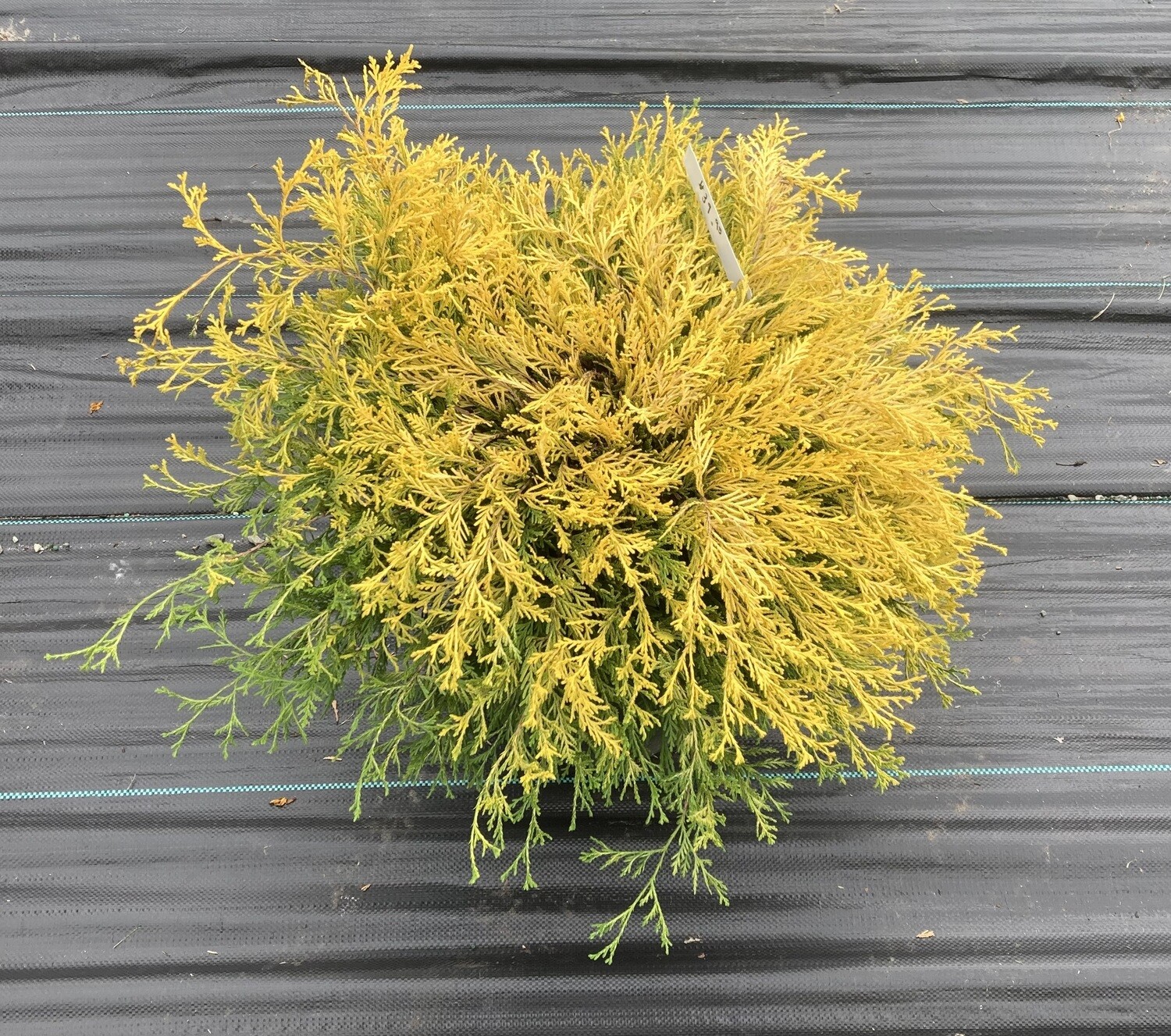 Golden Mop Cypress
